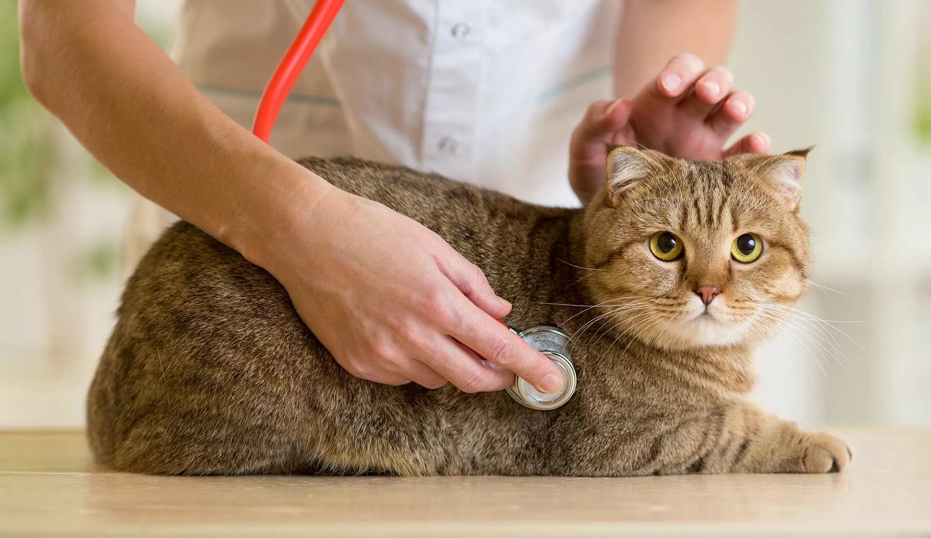 Limpiar orejas gato
