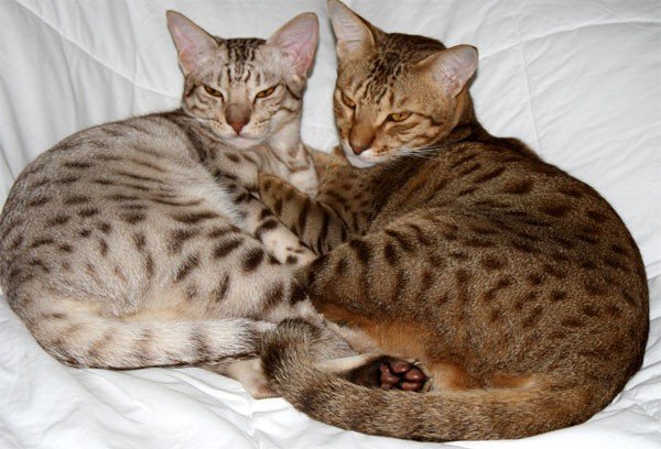 Две бенгальские кошки