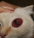 Увеличенный покрасневший глаз у кота