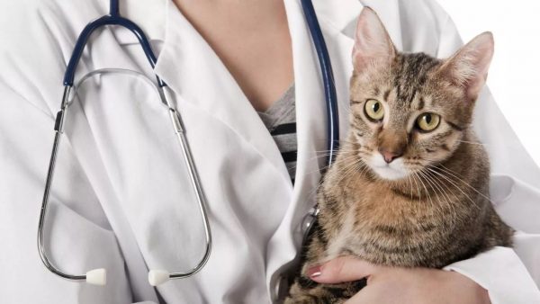 Кот на руках у врача