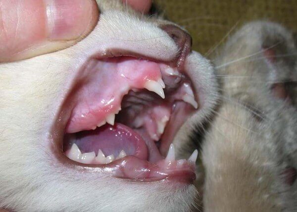 Покраснение дёсен при смене зубов у котёнка