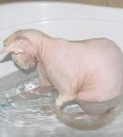 Кошка сфинкс сидит в ванне