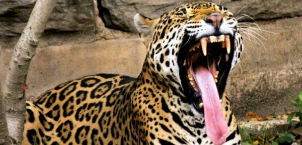 Ягуар показывает зубы