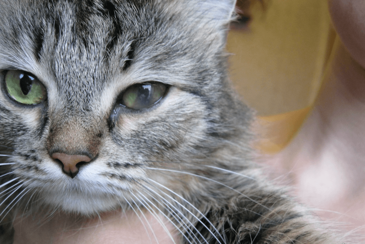Кошка щурит глаз