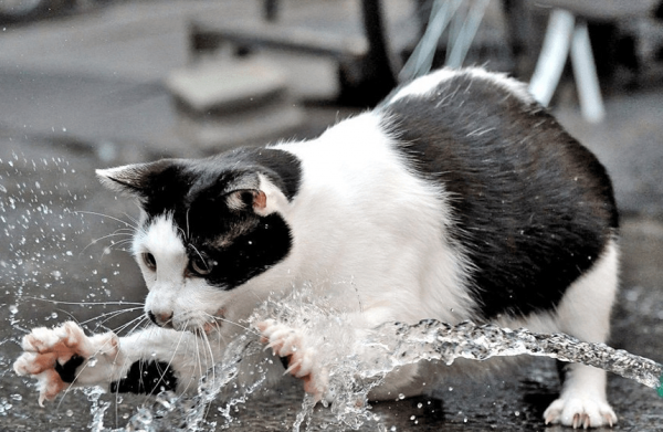 Кот играет с водой