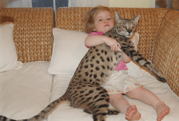 Кошка саванна с девочкой