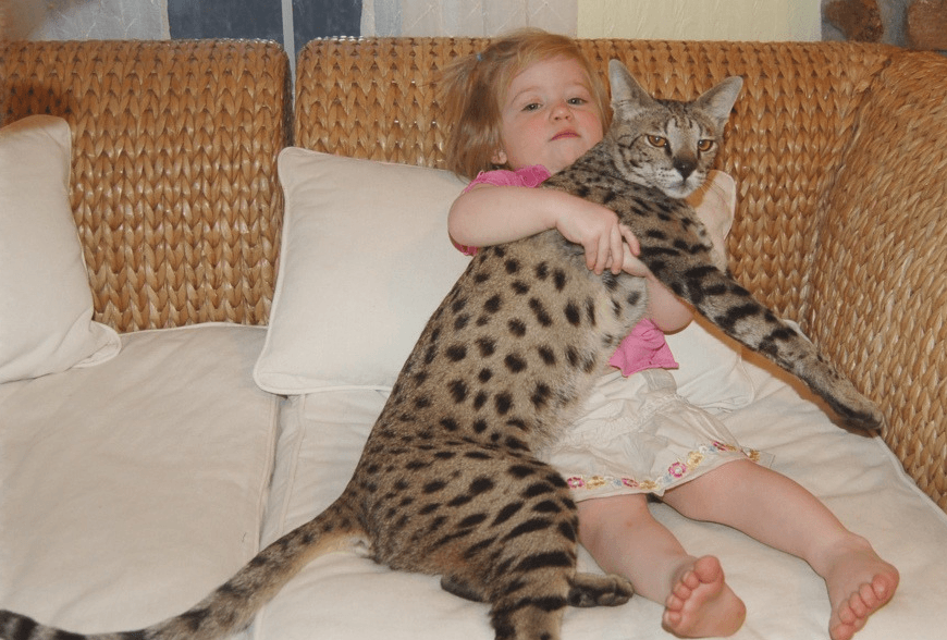 Пятнистые кошки: список пород диких и домашних котов, фото, отзывы  владельцев