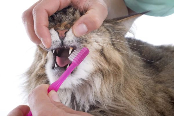 Человек чистит зубы коту