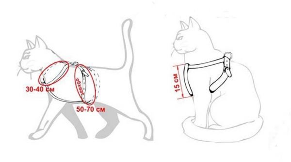 Размеры шлейки для кошки