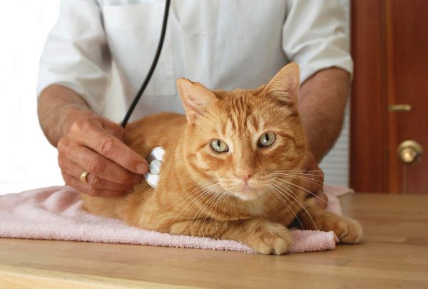 Ветеринар выслушивает кота