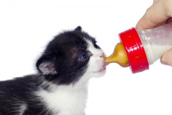 Котёнок ест из бутылочки