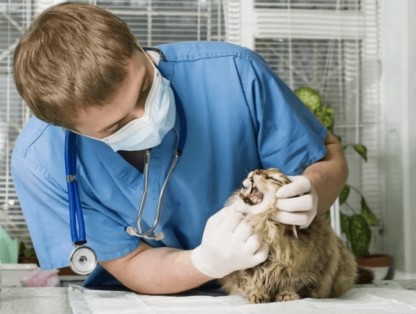 Ветеринар осматривает рот кота