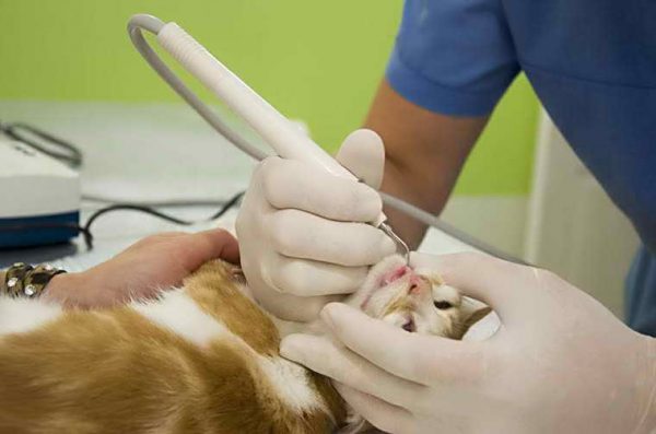Ветеринар чистит зубы коту