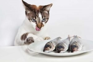 Кот сидит перед тарелкой с рыбой