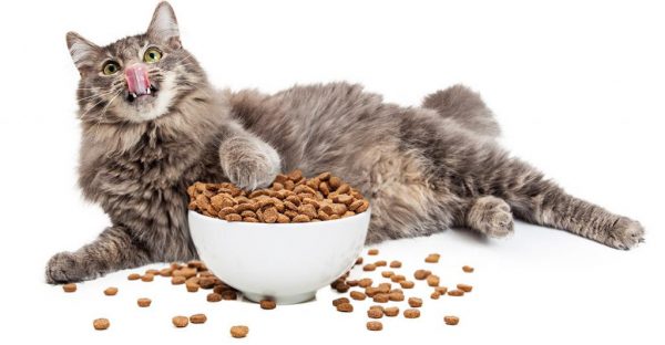 Кот лежит рядом с миской, заполненной сухим кормом