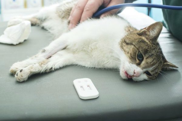 Ветеринар выслушивает больного кота, лежащего на столе