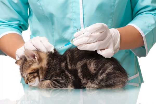 Ветеринар прививает котёнка