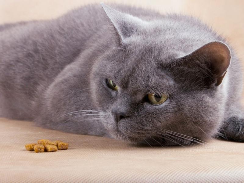 Кошка не ест и не пьет воду  какие могут быть причины