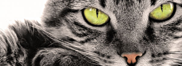 Глаза серого кота