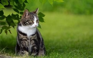 Полосатый кот сидит на траве