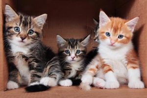 Три котёнка сидят в коробке