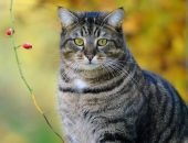 Полосатый кот и ветка ягод