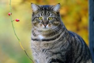 Полосатый кот и ветка ягод