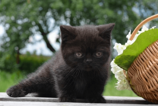 Маленький чёрный котёнок