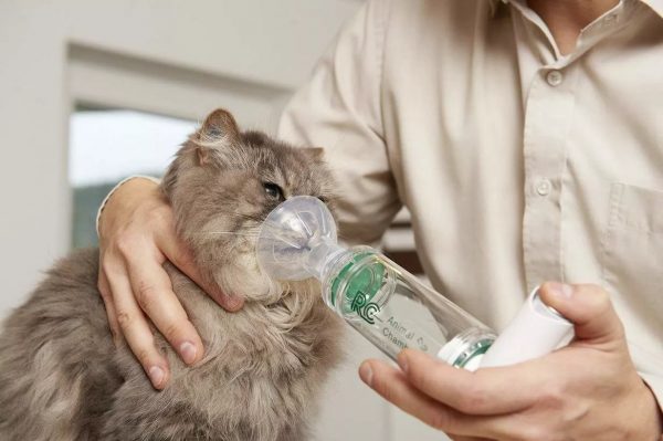 Кот вдыхает лекарство через спейсер
