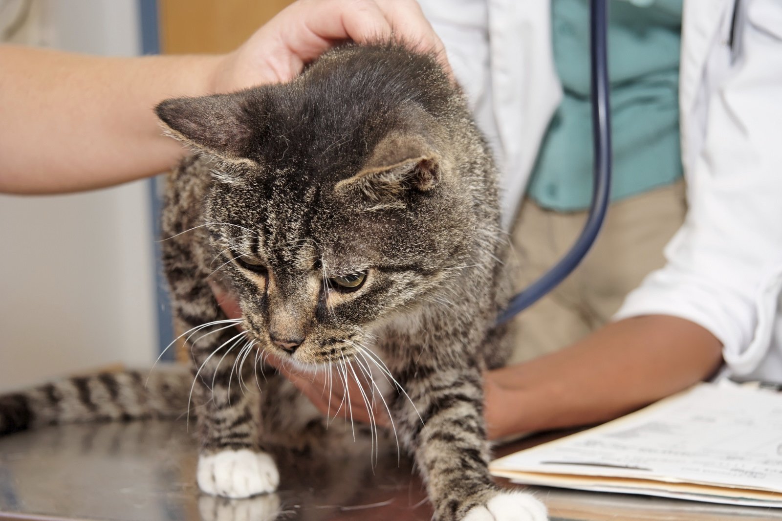 Страдающий кот. Ветеринар болезни кошек.