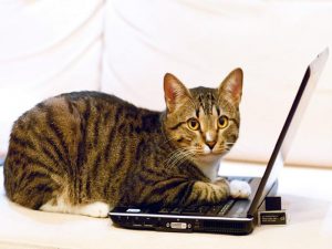 Кошка с ноутбуком