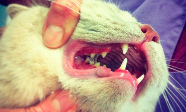 Покраснение дёсен у кота, налёт и камни на зубах