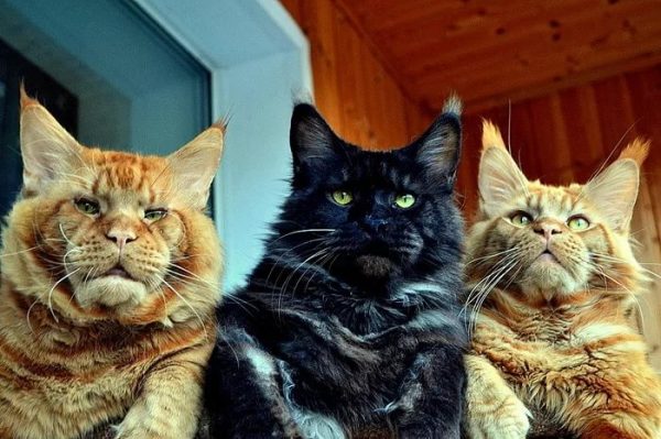 Три кота породы мейн-кун