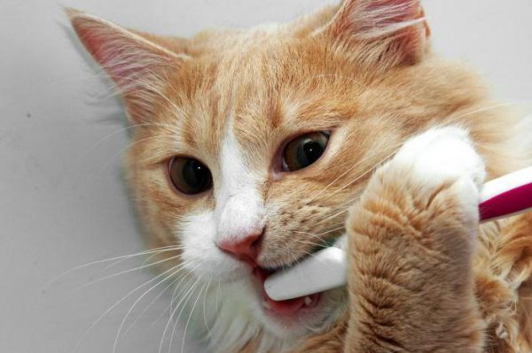 Кот грызёт зубную щётку