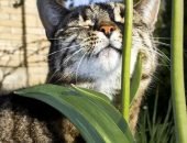Кот нюхает стебель травы