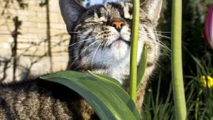 Кот нюхает стебель травы