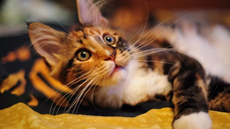 Восстановление кошки после стерилизации: поведение кошки в первые дни