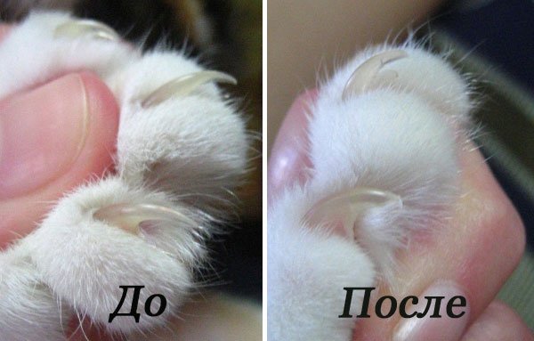 До и после обрезания кошачьих когтей