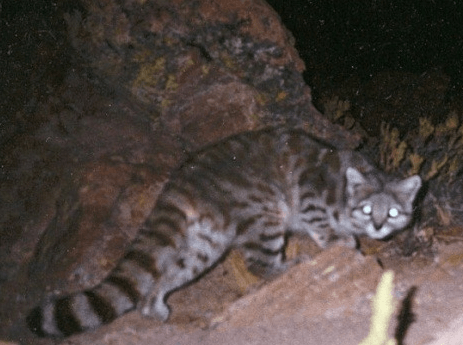Андская кошка ночью