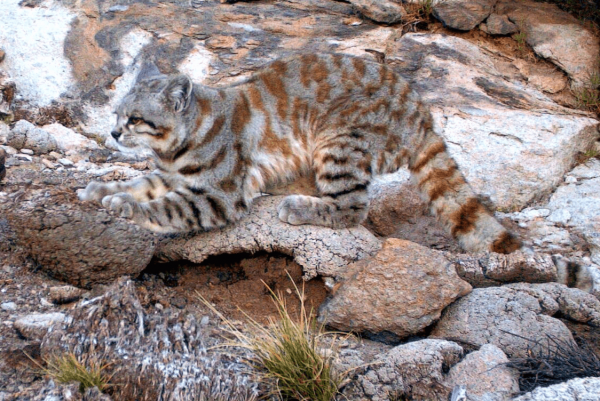 Андская кошка прячется среди камней