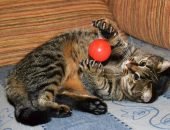 Кот играет с мячиком