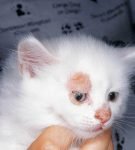 Очаги микроспории в области глаза и носа котёнка