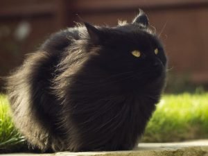 Чёрный пушистый кот сидит, обдуваемый ветром, и смотрит вверх