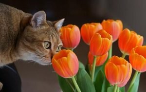 Кот нюхает тюльпаны