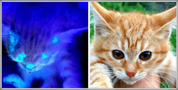 Очаги микроспории у котёнка в свете лампы Вуда и этот же котёнок при обычном освещении