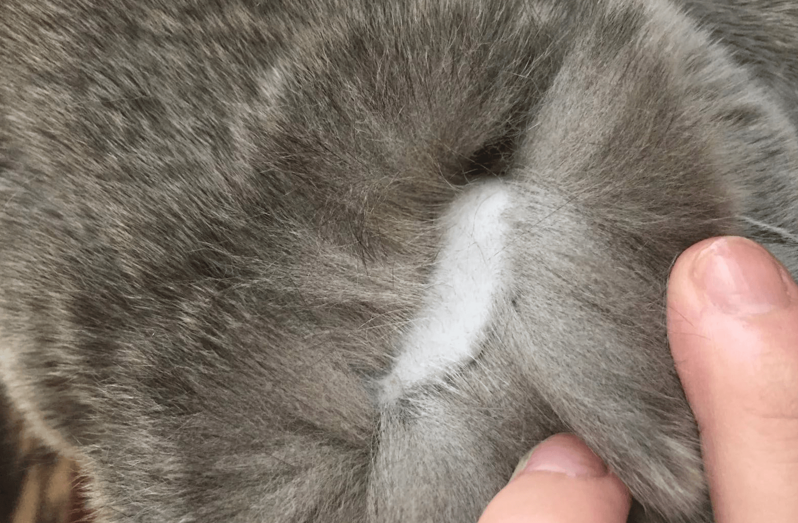 У кошки проплешина на шее