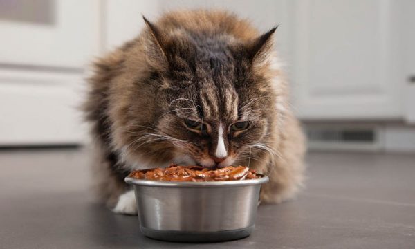 Кот ест влажный корм