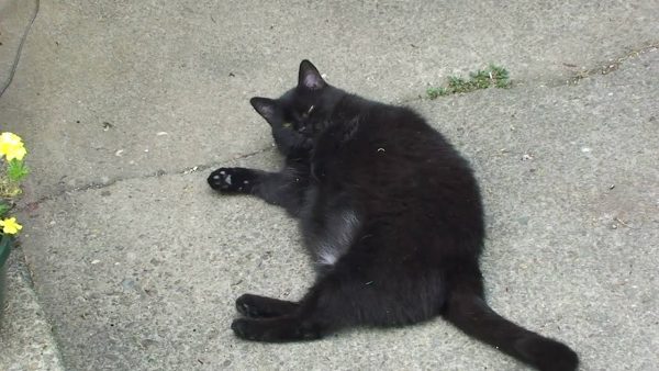 Чёрная беременная кошка лежит на асфальте