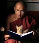 Кошки и буддийский монах