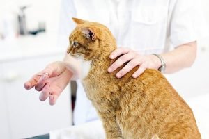 Как дать коту таблетку